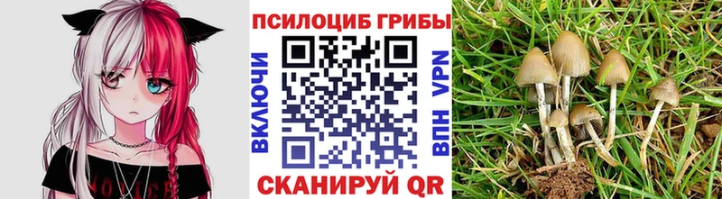 Купить  Демидов  Псилоцибиновые грибы Psilocybine cubensis 